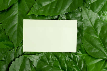 Nature Conservation Ideas, Writing Environment Preservation Plans, Organic Materials, Gardening Designs Planning, Conserving Protecting Natural Resources, Spring Time Ideaの写真素材