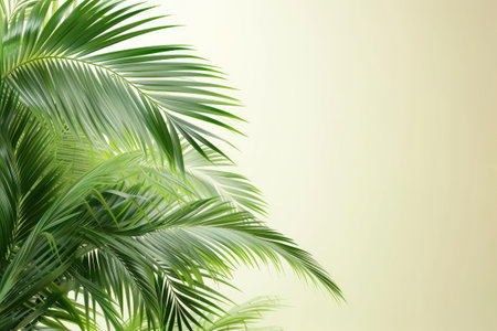 Palm leaves in sunlight. Tropical nature background. Copy space.の素材