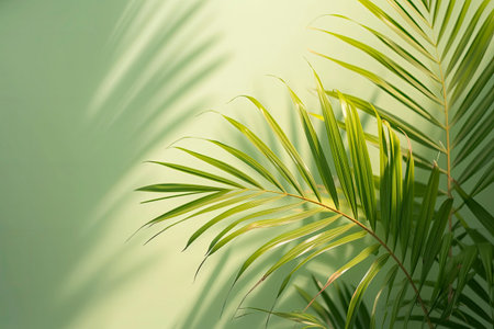 Coconut palm tree leaves on blue sky background with copy spaceの素材