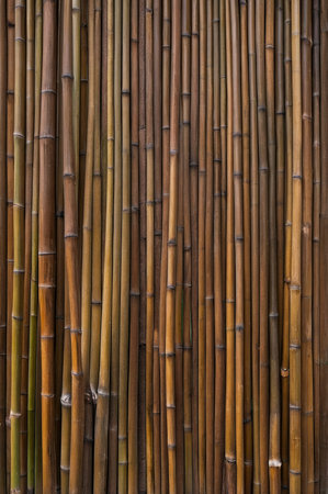 Multiple brown bamboo stalks create a striking textural wall effect, perfect for backgrounds or Asian-inspired design projects.の素材