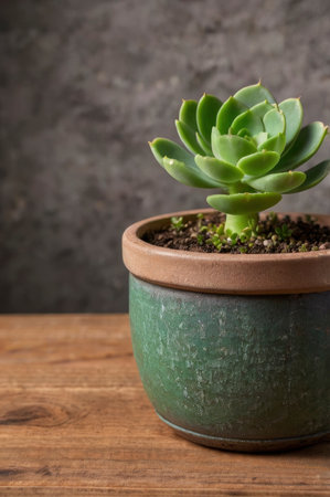 Green succulent plant in a decorative pot sits on a wooden table against a dark gray backdrop Perfect for home decor and nature themes.の素材