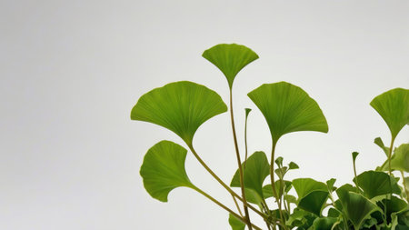 Fresh ginkgo biloba leaves are depicted against a soft white background in a still life shot Suitable for botanical and wellness themes.の素材