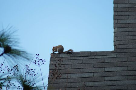 Squirrel sitting on the roof eating a snackの写真素材