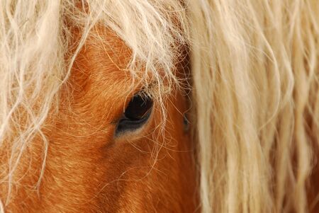Draught horse in Franceの写真素材