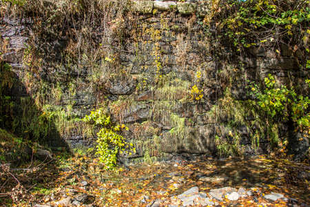 nature wallの写真素材