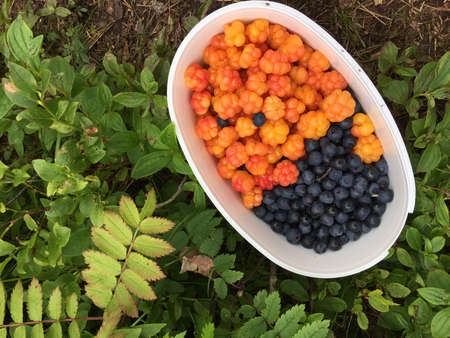 cloudberries and blueberries in a box