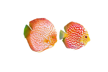 discus fish coupleの写真素材