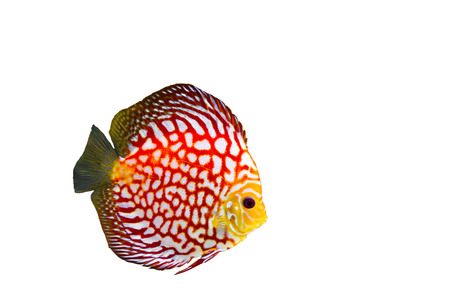 Orange Discus fishの写真素材