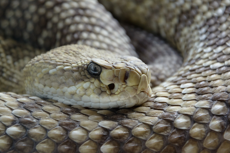 snakeの写真素材