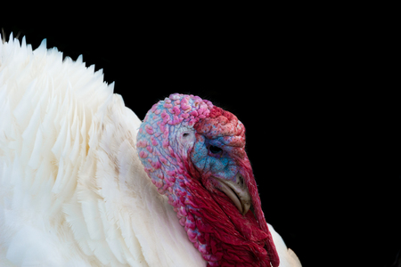 turkeyの写真素材