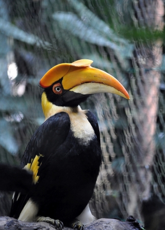 A Portrait of a Hornbillの写真素材
