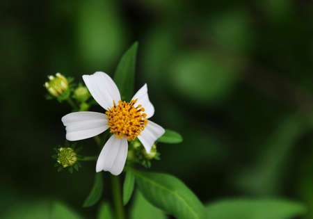 A White Flowerの写真素材