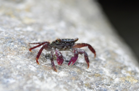 A Purple Crabの写真素材