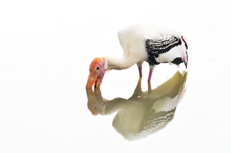 A Portrait of a Milky Storkの写真素材