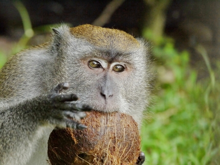 Portrait of a Monkey Biting a Coconutの写真素材