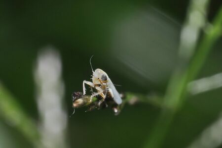 A Tiny Bug Resting on a Weed