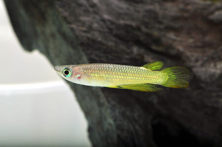 A Yellow Killi Fishの写真素材