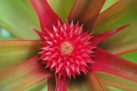 A Red Pineappleの写真素材