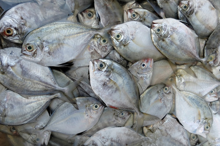 Fresh Fish For Sale !