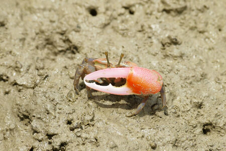 Portrait of a Red Crab