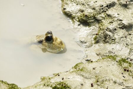 Portrait of a Giant Mudskipper