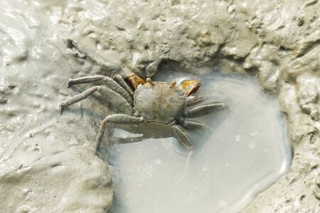 Portrait of a Spider Crabの写真素材