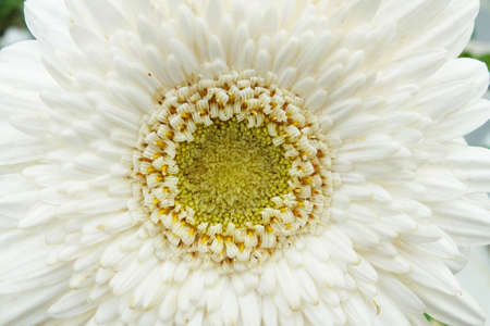 A White Flowerの写真素材