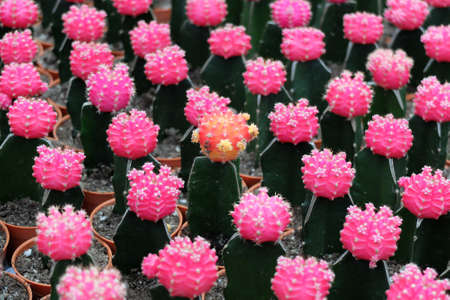 Cactus for Sale !の写真素材