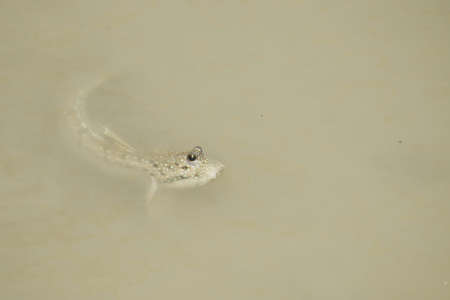 Portrait of a Blue Spotted Mud Skipperの写真素材