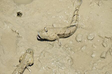 Portrait of a Blue Spotted Mud Skipperの写真素材