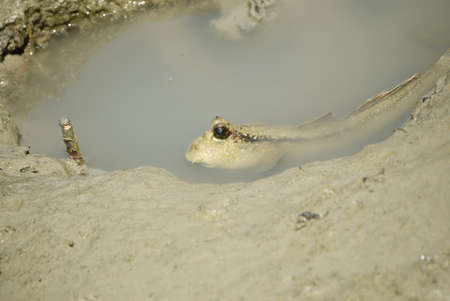 Portrait of a Giant Mudskipperの写真素材