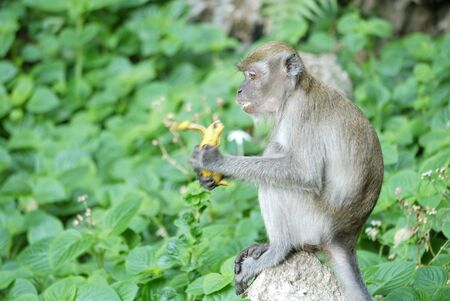 Portrait of a Female Monkey
