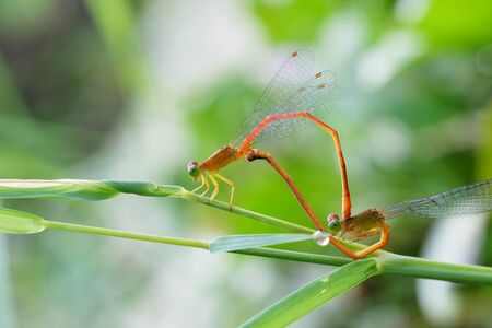 A Pair of Red Damselflies Mating