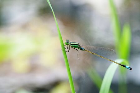 Portrait of a Green Damselfly