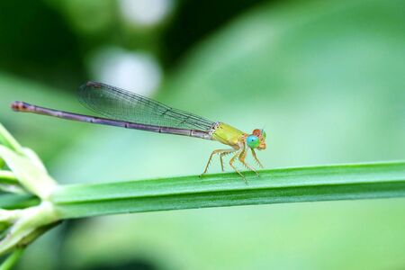 Portrait of a Yellow Damselflyの写真素材