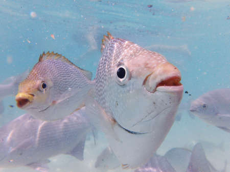 Sea Fishes in Payar Island, Langkawi, Malaysia