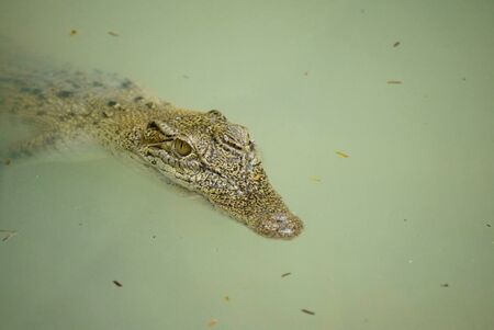 Portrait of an Estuarine Crocodileの写真素材