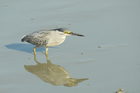 Portrait of a Striated Heronの写真素材