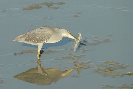 Portrait of a Striated Heronの写真素材