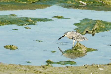 Portrait of a Striated Heronの写真素材