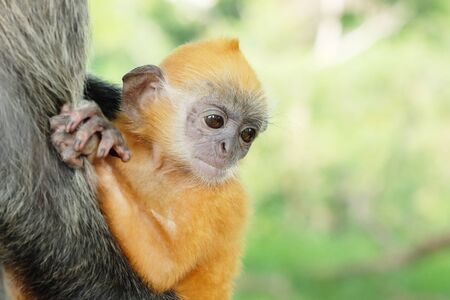 Portrait of a Young Silvery Lutung Monkeyの写真素材