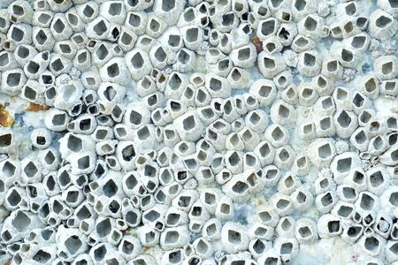 Dead Barnacles on a Rockの写真素材
