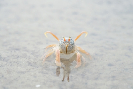 Portrait of a Horned Ghost Crab on a beachの写真素材