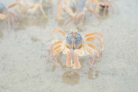 Portrait of a Horned Ghost Crab on a beachの写真素材