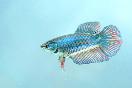 Portrait of a Female Siamese Fighting Fish