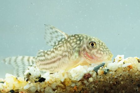 Portrait of a Leopard Corydorasの写真素材