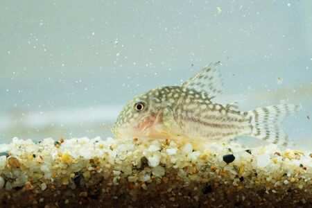 Portrait of a Leopard Corydorasの写真素材