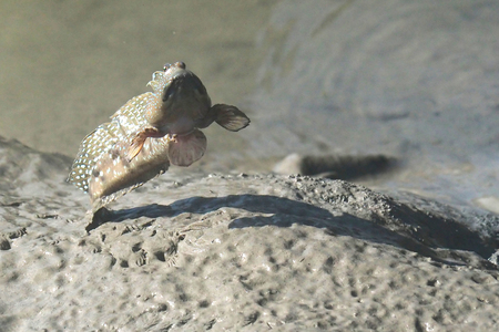 A Blue Spotted Mud Skipper
