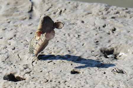 A Blue Spotted Mud Skipperの写真素材