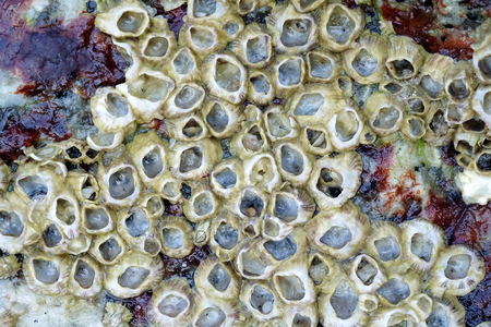 Close Up Shot of Barnaclesの写真素材